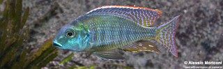 Lethrinops macrochir &#39;Senga Bay&#39;