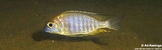 Lethrinops macrophthalmus