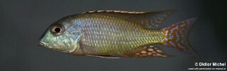 Lethrinops marginatus &#39;Chipoka&#39;
