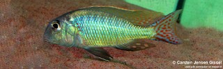 Lethrinops marginatus &#39;Itungi&#39;