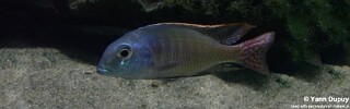 Lethrinops marginatus &#39;Kambiri Point&#39;