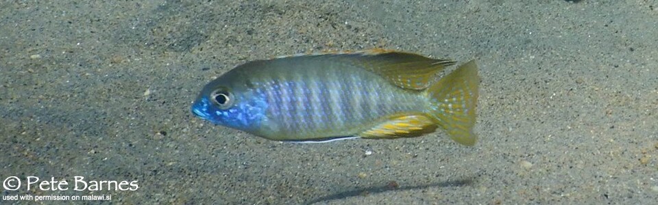 Lethrinops microstoma 'Border'