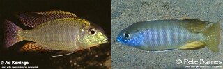 Lethrinops microstoma