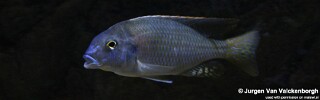 Lethrinops microstoma &#39;Manda&#39;