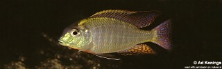 Lethrinops microstoma (unknown locality)