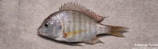 Lethrinops mylodon &#39;Nkhata Bay&#39;