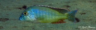 Lethrinops oculatus