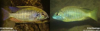 Lethrinops parvidens