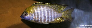 Lethrinops sp. &#39;aulonocara type&#39;