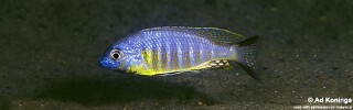 Lethrinops sp. &#39;auritus lion&#39;