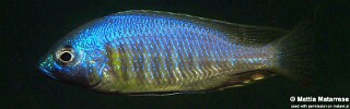 Lethrinops sp. &#39;auritus lion&#39; Nkhata Bay