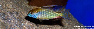 Lethrinops sp. &#39;auritus selewa&#39; Mlowe