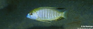 Lethrinops sp. &#39;auritus selewa&#39; Selewa