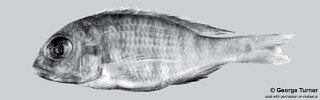 Lethrinops sp. &#39;big head&#39;
