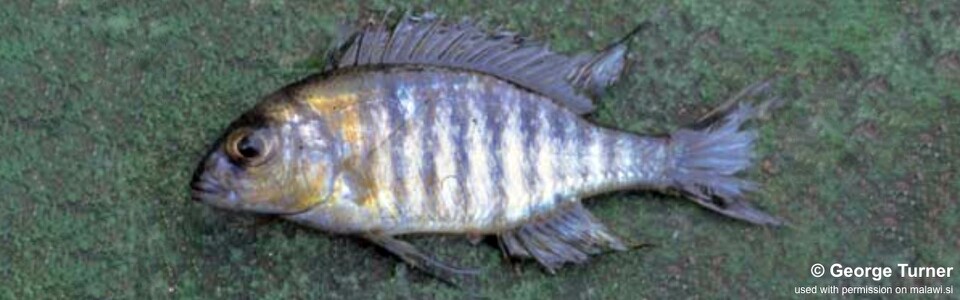Lethrinops sp. 'blue orange' South East Arm