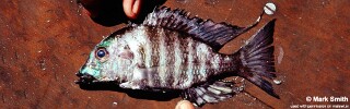 Lethrinops sp. &#39;christyi fort maguire&#39;