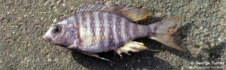 Lethrinops sp. &#39;dark&#39;