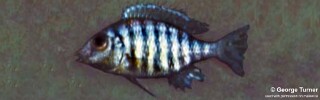 Lethrinops sp. &#39;deep-water altus&#39;