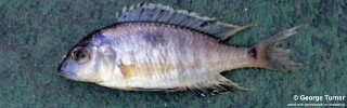 Lethrinops sp. &#39;domira blue&#39;