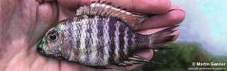 Lethrinops sp. &#39;gossei white-bar&#39;