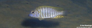 Lethrinops sp. &#39;longimanus likoma&#39; Mbako Point