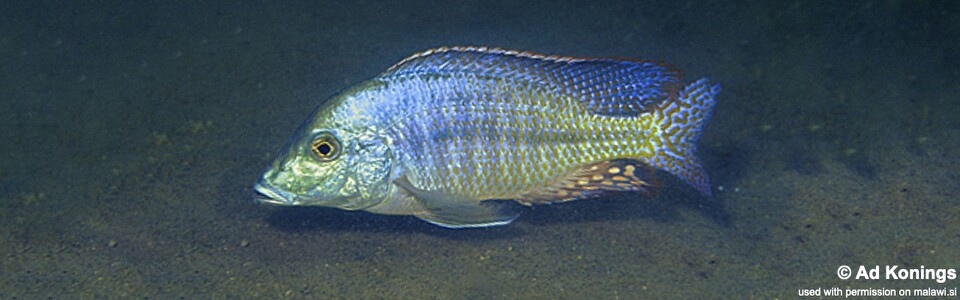 Lethrinops sp. 'longipinnis ntekete' Ntekete