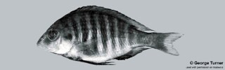 Lethrinops sp. &#39;loweae&#39;