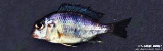 Lethrinops sp. &#39;macrostoma&#39;