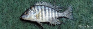 Lethrinops sp. &#39;matumbae&#39;