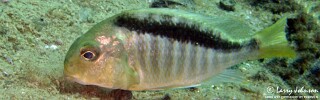 Lethrinops sp. &#39;mbenji roundhead&#39;