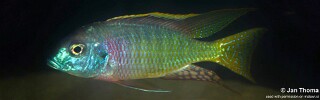 Lethrinops sp. &#39;mdoka red&#39;
