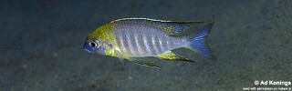 Lethrinops sp. &#39;nyassae&#39; Chiloelo