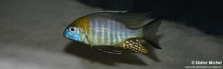 Lethrinops sp. &#39;nyassae&#39; Kande Island