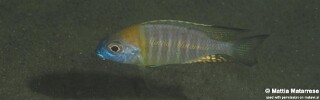 Lethrinops sp. &#39;nyassae&#39; Lion&#39;s Cove