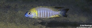 Lethrinops sp. &#39;nyassae&#39; Lupingu