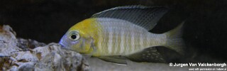 Lethrinops sp. &#39;nyassae&#39; Mbahwa