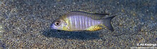 Lethrinops sp. &#39;nyassae&#39; Msisi
