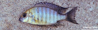 Lethrinops sp. &#39;oliveri&#39;