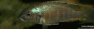 Lethrinops sp. &#39;red bar&#39;