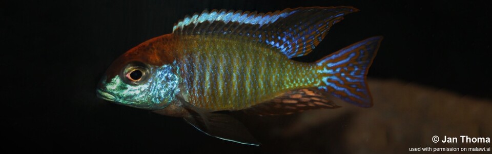 Lethrinops sp. 'red cap' Itungi