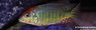 Lethrinops sp. &#39;red cap&#39; Chewere