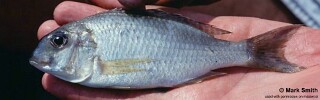 Lethrinops sp. &#39;silver crescent&#39;