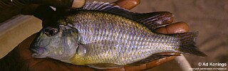 Lethrinops sp. &#39;yellow chest&#39;