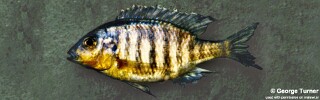 Lethrinops sp. &#39;yellow chin&#39;