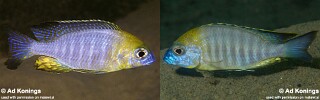 Lethrinops sp. &#39;yellow collar&#39;