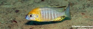 Lethrinops sp. &#39;yellow collar&#39; Liwani