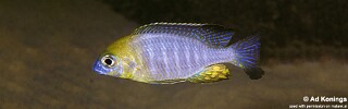 Lethrinops sp. &#39;yellow collar&#39; Masimbwe Island