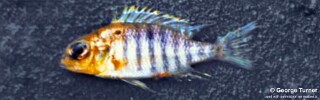 Lethrinops sp. &#39;yellow&#39;