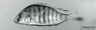 Lethrinops sp. &#39;grey&#39; South East Arm