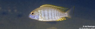 Lethrinops sp. 'longimanus likoma' Mala (Mara) Point.jpg